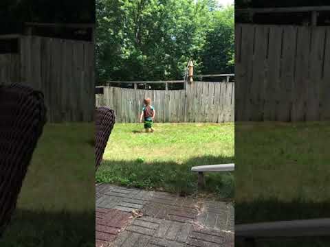 ORIGINAL - Fence Can’t Stop Two-Year-Old From Playing Fetch With Dog