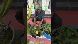 Nymphaea Peaches Cream Water Lilly -Growingmanaging Tips To Get Regular Flowering. See Description