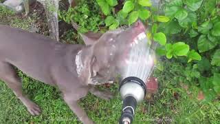 Attack of the Hose Water by Labrador and Dobermann by Love Wags A Tail 892 views 8 months ago 2 minutes, 52 seconds