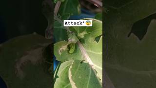 The Invasion of the Garden Larva #Terracegarden