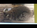 Toronto Raccoon is waiting to give birth?