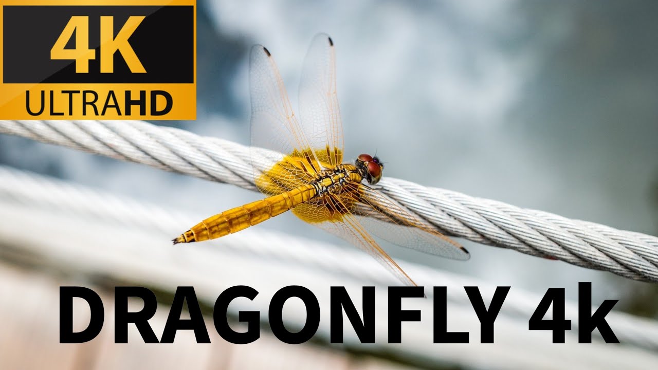 DRAGONFLY 4k video | The Best Relaxing Garden in 4K - DRAGONFLIES 🦋💚 - 4K UHD Screensaver 🌿 NATURE