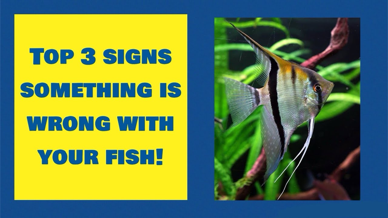 Why Did My Fish Die!! | The Top 3 Signs Something Is Wrong With Your ...