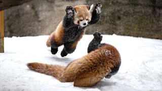 Red panda (Himalayan): an unusual animal | Red panda sound