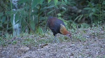 Red Junglefowl (Gallus gallus)