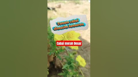 Tanam cabai musim kemarau. #sawah #agrikultur #petanipadi #petanicabai.