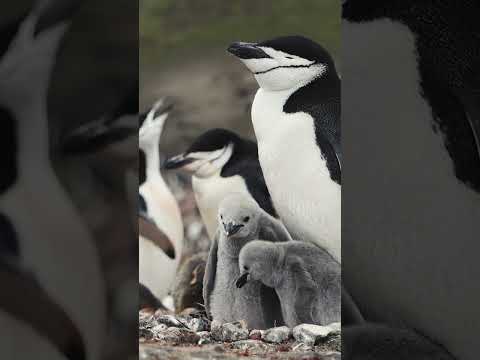 Tough Penguins | Lindblad Expeditions