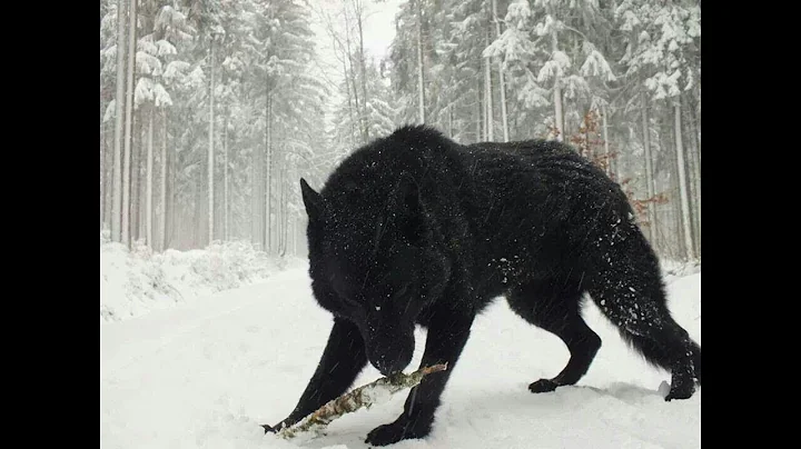 Two Largest Wolves ever caught on tape - Reaction - Real or not? - DayDayNews