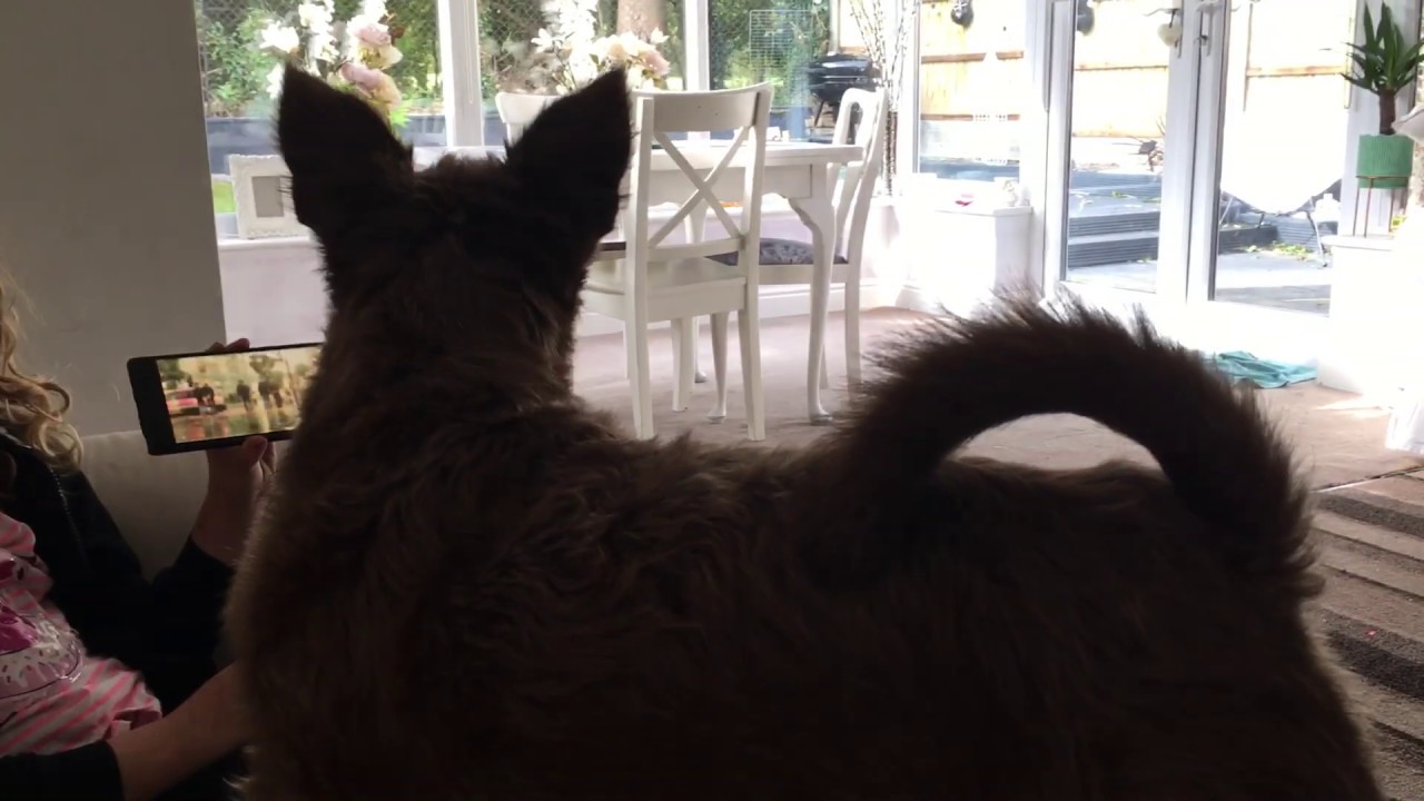 Dog Howling The Coronation Street Theme Youtube Dog Howling The Coronation Street Theme Youtube