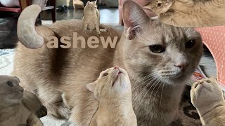 Cashew 2024 Highlight Reel