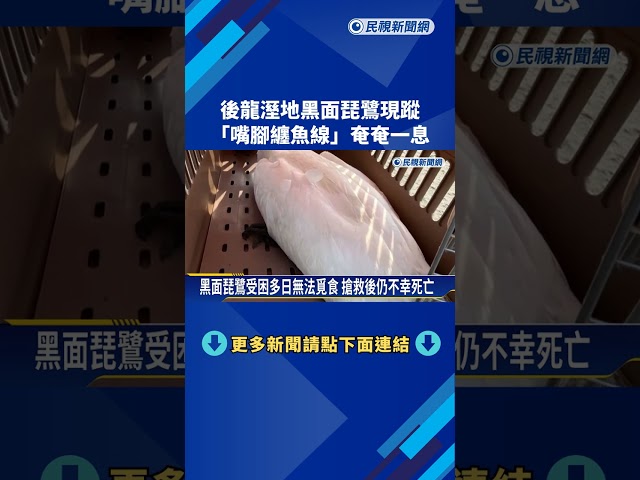 後龍溼地黑面琵鷺現蹤 "嘴腳纏魚線"奄奄一息－民視新聞