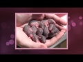 Asithandile on Rats Asithandile on Rats