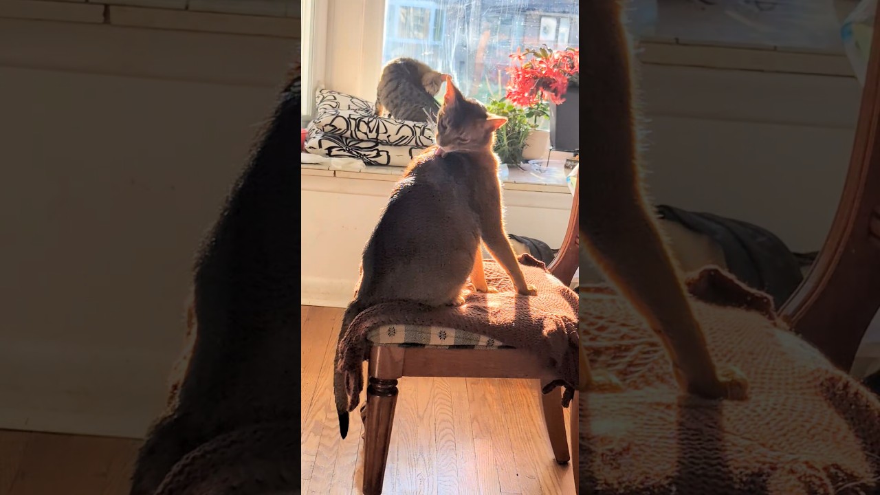 Cats Demonstrate Ancient Grooming Secrets 