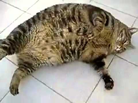  kucing  gemuk YouTube