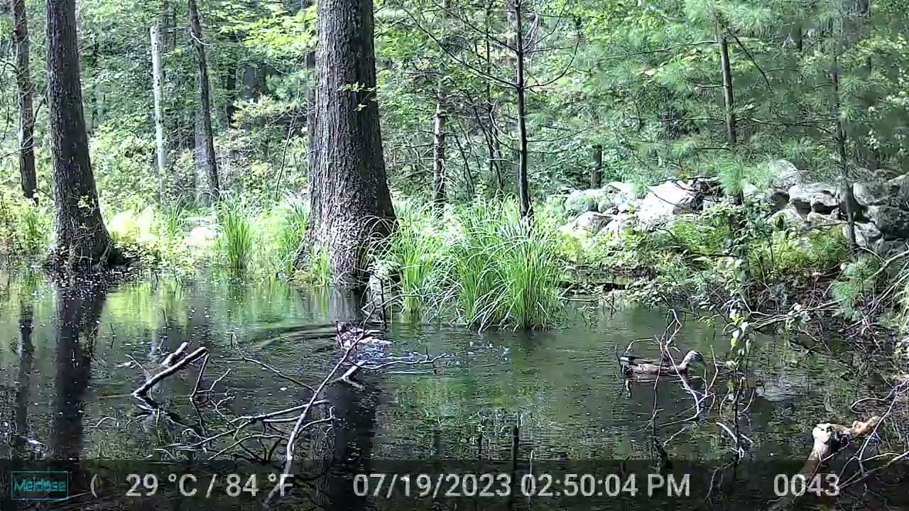 duck older chicks flapping behavior swamp edge 20230721