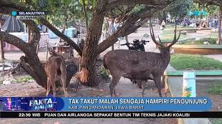 Rusa Liar Berkeliaran Di Pesisir Pantai Pangandaran - Fakta Malam