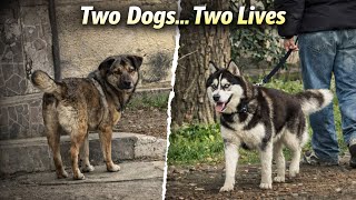 I Saw Two Dogs Today… And It Made Me think ..💭  Wealth