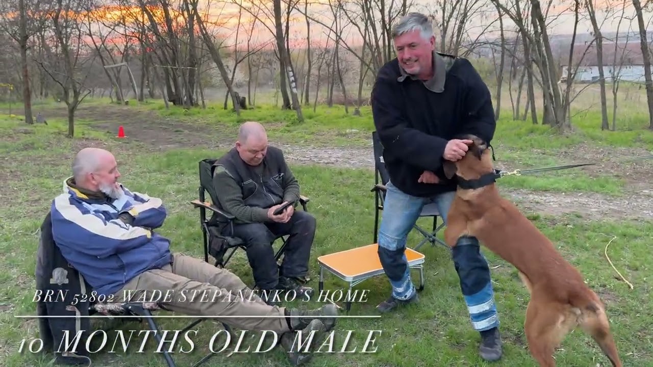 BRN 52802 Wade Stepanenko’s Home 10 months  training