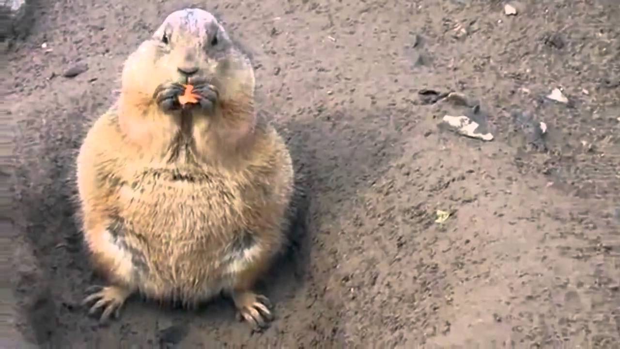 Толстый суслик картинка