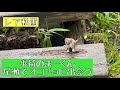 2022.8/5 歩荷のまーくん尾瀬でオコジョに出会う!