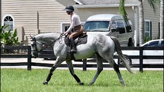 Memories R Magic- 7 yr old 16.3H Gelding Memories R Magic- 7 yr old 16.3H Gelding