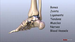 Anatomy of ankle  joint screenshot 2