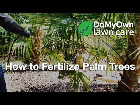 Video: Gjødselbehov for palmetre – tips for gjødsling av palmetrær