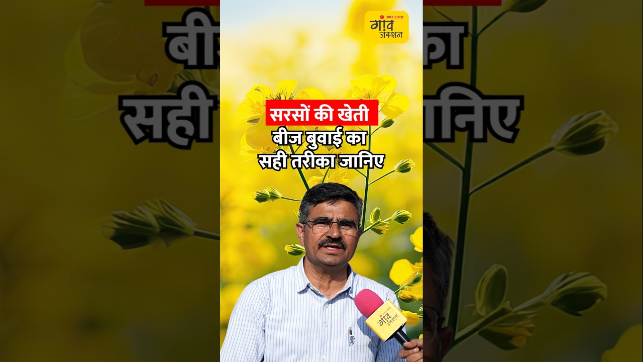 सरसों की बुवाई में ये काम जरूर करें, वरना.. | shorts | Gaon Junction LIVE
