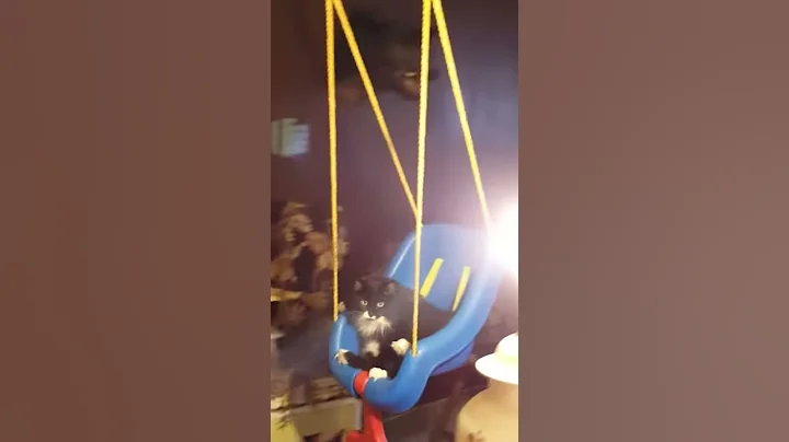 Swinging cat