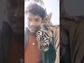 Tiger 🐅🐯 of videos and video 📸 #shorts #short #trending