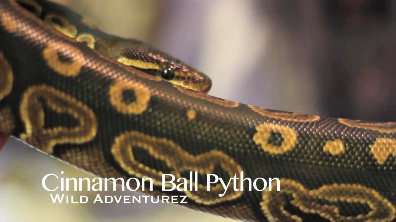 pythons for sale Cinnamon Ball Python
