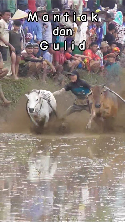 Mantiak dan Gulid #pacujawi #minangkabauculture #cow #bullvsbull #viralvideo #segehpro