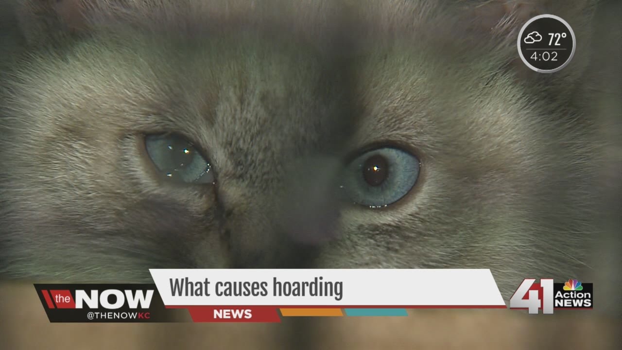 Cat Hoarding in Kansas City How many cats should be in one household