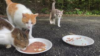 【BGM付き】大雨の後のご飯を美味しそうに食べる野良猫達　Stray cats eating delicious cat food after heavy rain