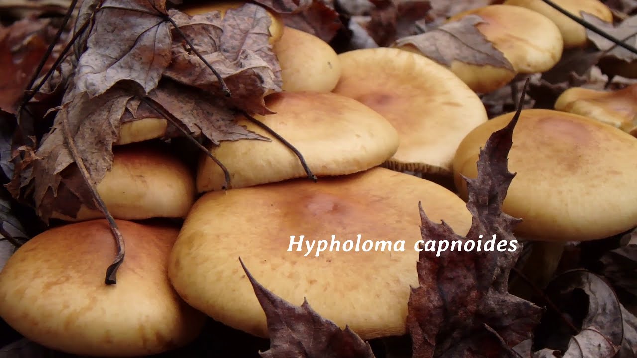 Smoky-gilled Woodlover