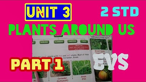 2 Std EVS  / Term  1 / Unit 3 - Plants Around Us ( Part 1 )