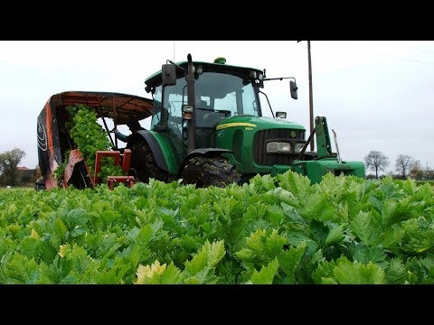 Zbiór selera naciowego, w polu John Deere 5100R, 6930, JCB VIDEO maxresdefault Zbiór selera naciowego, w polu John Deere 5100R, 6930, JCB VIDEO