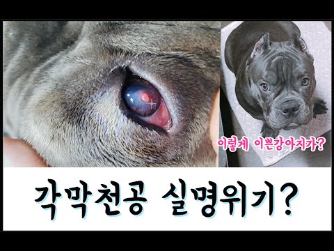 아메리칸불리 각막천공 실명위기에서 기적같은일이 일어났어요 American Bully