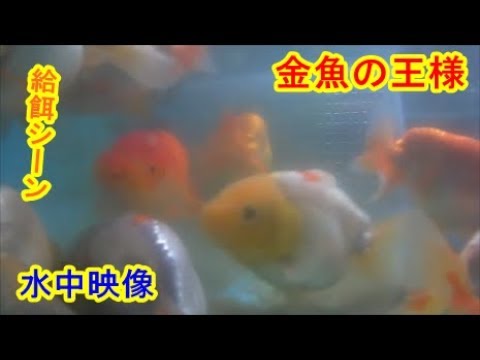金魚の王様 給餌水中映像 Youtube