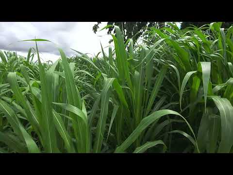 Why growing maize for maize silage  is the answer  to feedlot farmers. 