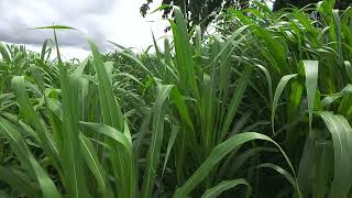 Why growing maize for maize silage  is the answer  to feedlot farmers.