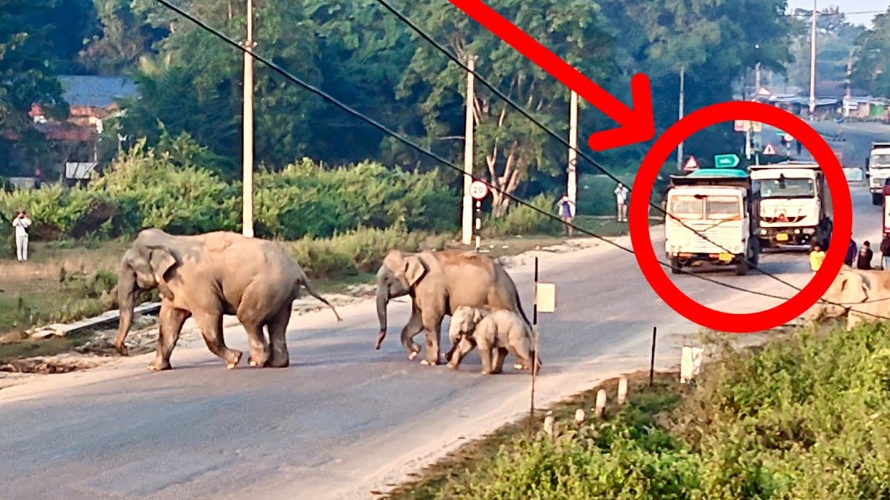 Wild Elephant Herd Disturbed by Vehicles on NH-39 | Vehicles Scare Wild Elephants on Highway 39