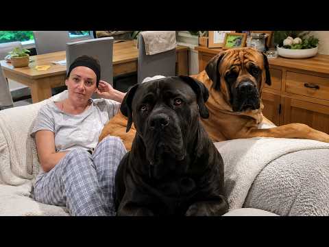 Two 200lb Mastiffs Wouldn't Leave Her Side—Then the Camera Caught What They Do at 3AM