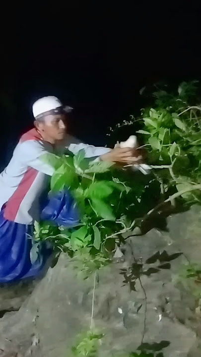 manangkab burung perkuku #fypp #kelincikreatif