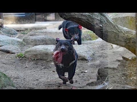 肉をくわえて走り続けるタスマニアデビル（多摩動物公園）Tasmanian