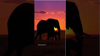 Den Hour In Africa Baby Elephant Walks Across The Horizon