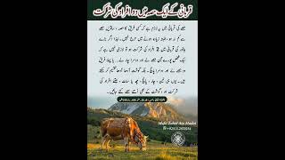 Qurbani kay aik janwar main do afraad shareek hon to gosht kesay taqseem karain ?..#Qurbaniقربانی