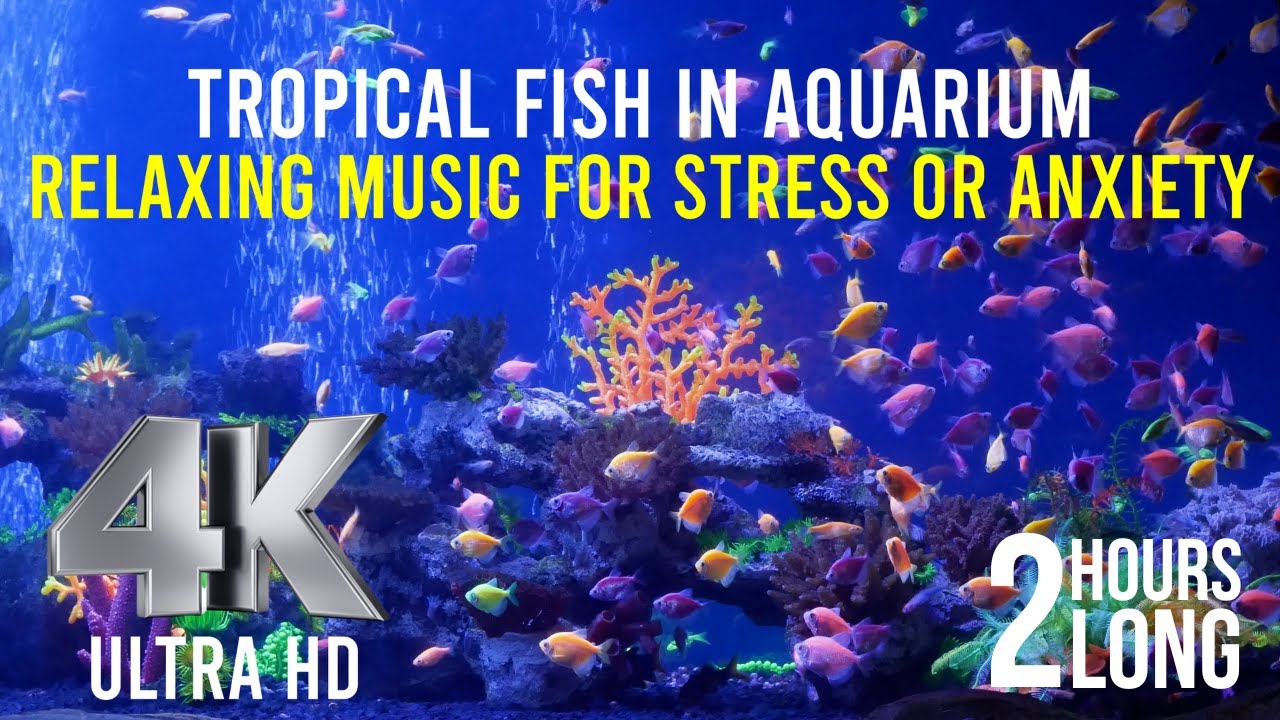 Tropical Fish in Aquarium Relaxing Music for Stress or Anxiety YouTube