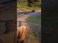 #survival#wolfattack#gaming#rdr2#wildlife#traintracks#shorts#gamer#action#wildrun#danger