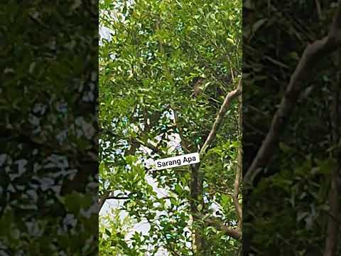Entah Sarang Apa Jelas nya #shortvideo #trending  #sarangburung